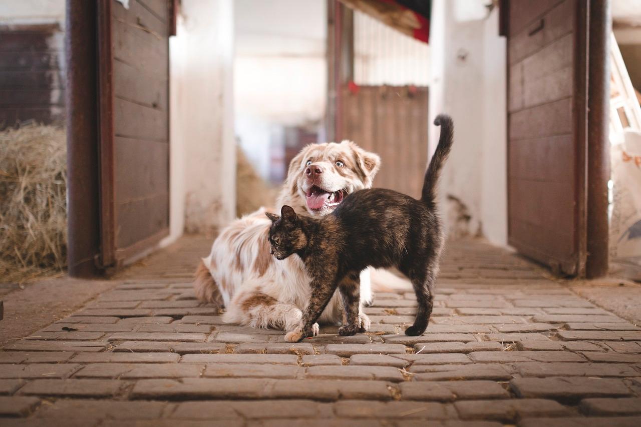 Kako prepoznati rak kućnih ljubimaca? Veterinarka o znakovima koje ne smijemo ignorirati