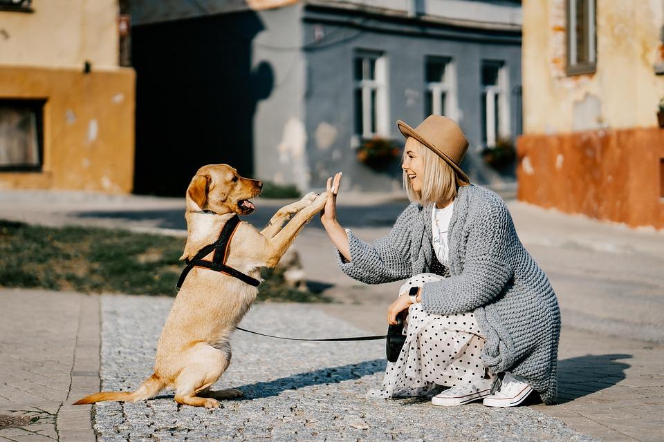 Ako želite poslušnog psa ovo su pasmine za vas